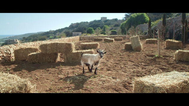 Video Reference: Sky, Ecoregion, Working animal, Grass, Tree, Sheep, Landscape, Rural area, Terrestrial animal, Sheep