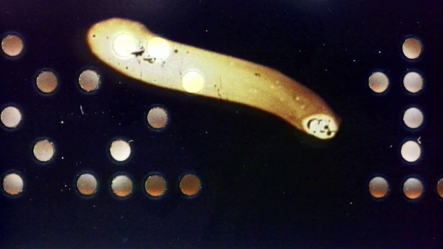 Video Reference: Liquid, Astronomical object, Font, Space, Fish, Underwater, Macro photography, Marine biology, Science, Universe