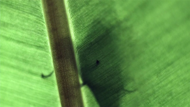 Video Reference: Plant, Wood, Terrestrial plant, Tints and shades, Grass, Banana leaf, Dew, Macro photography, Pattern, Parasite