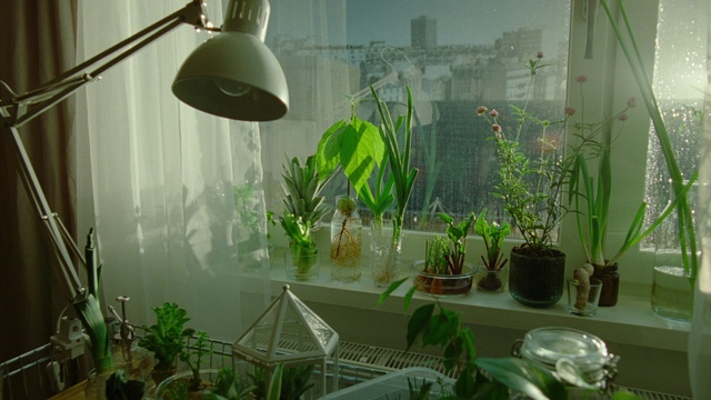 Video Reference: Plant, Green, Houseplant, Botany, Flowerpot, Interior design, Vegetation, Terrestrial plant, Lamp, Grass