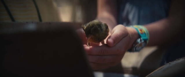 Video Reference: Bird, Watch, Gesture, Finger, Thumb, Wrist, Nail, Elbow, Human leg, Wood