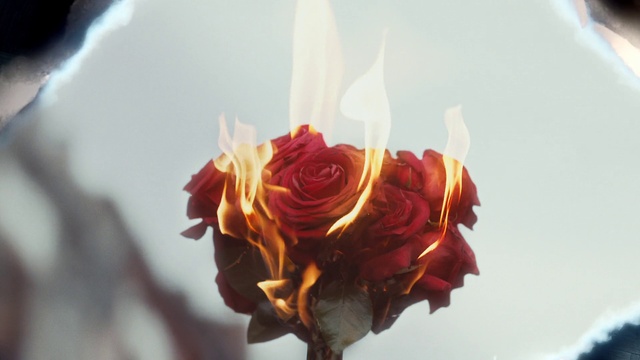 Video Reference: Flower, Plant, Petal, Hybrid tea rose, Flower Arranging, Rose, Bouquet, Artificial flower, Rosa × centifolia, Twig