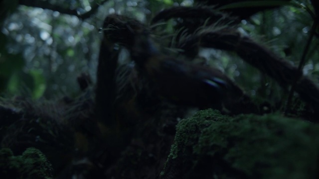 Video Reference: Terrestrial plant, Terrestrial animal, Trunk, Grass, Forest, Plant, Temperate broadleaf and mixed forest, Jungle, Woodland, Darkness