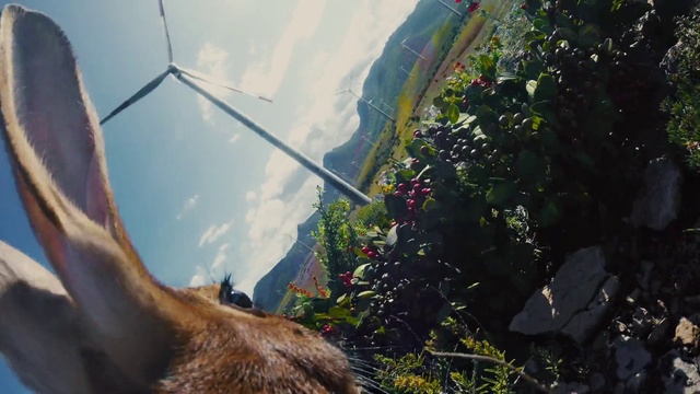 Video Reference: Plant, Cloud, Dog, Leaf, Sky, Vegetation, Sunlight, Fawn, Carnivore, Collar