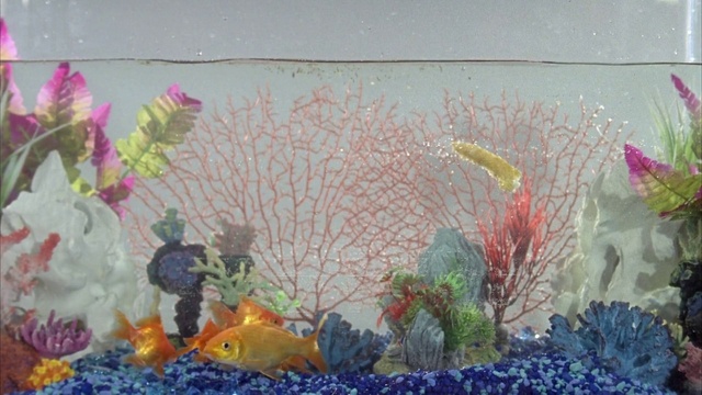 Video Reference: Plant, Blue, Nature, Natural environment, Organism, Underwater, Art, Paint, Wall, Water