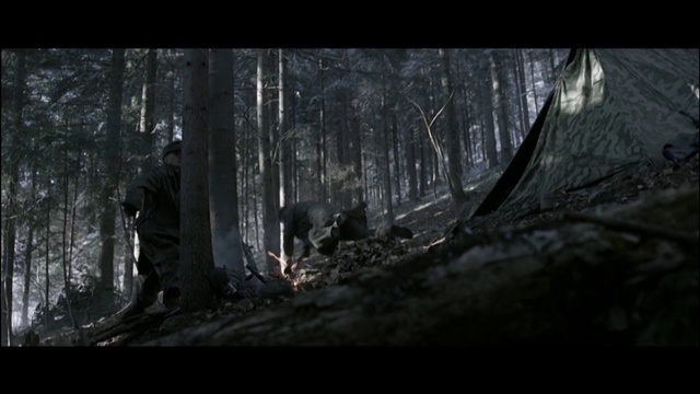 Video Reference: Plant, Wood, Tree, Trunk, Tints and shades, Twig, Forest, Natural landscape, Monochrome, Monochrome photography
