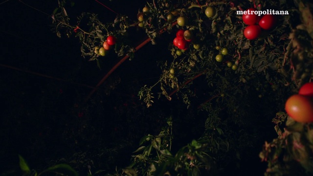 Video Reference: Branch, Plant, Fruit, Twig, Terrestrial plant, Natural foods, Grass, Berry, Flowering plant, Font