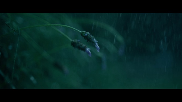 Video Reference: Jaw, Underwater, Marine biology, Water, Electric blue, Terrestrial plant, Font, Darkness, Astronomical object, Event