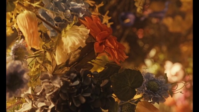 Video Reference: Branch, Plant, Petal, Twig, Wood, Sunlight, Tints and shades, Deciduous, Grass, Natural landscape