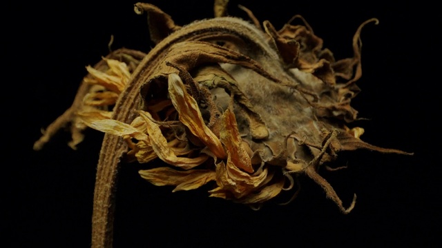 Video Reference: Plant, Wood, Twig, Tree, Darkness, Metal, Art, Event, Still life photography, Trunk