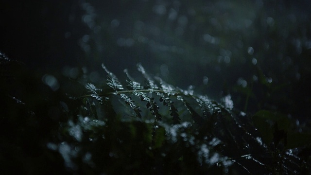 Video Reference: Liquid, Water, Window, Terrestrial plant, Moisture, Plant, Grass, Drop, Electric blue, Windshield