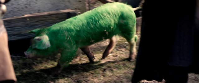 Video Reference: Grass, Terrestrial animal, Plant, Domestic pig, Suidae, Livestock, Snout, Grazing, Soil, Landscape