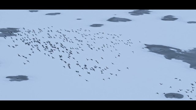 Video Reference: birds, flock, flying, aerial, nature, wildlife, winter, snow, ice, landscape, migration, overhead, sky, remote, abstract