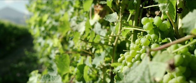 Video Reference: Fruit, Seedless fruit, Grape, Terrestrial plant, Plant, Natural foods, Flower, Groundcover, Grape leaves, Produce