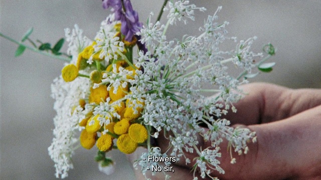 Video Reference: Flower, Plant, Petal, Bouquet, Flowering plant, Flower Arranging, Shrub, Terrestrial plant, Cut flowers, Twig