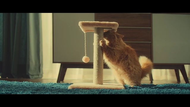 Video Reference: Window, Mammal, Wood, Carnivore, Felidae, Fawn, Whiskers, Small to medium-sized cats, Cat, Cat supply