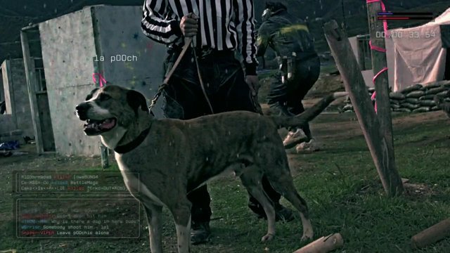 Video Reference: dog, leash, outdoor, training, people, grass, action, sports, overlay, hud, game, referee, animal, field, motion, video