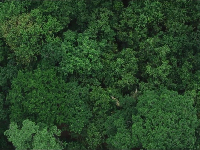 Video Reference: Green, Terrestrial plant, Natural landscape, Evergreen, Groundcover, Shrub, Grass, Flowering plant, Temperate broadleaf and mixed forest, Subshrub