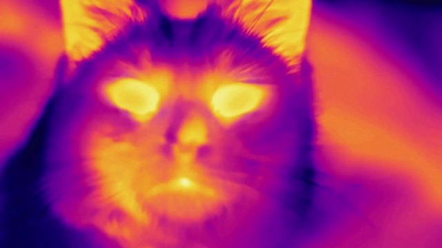 Video Reference: Cat, Organism, Amber, Carnivore, Felidae, Whiskers, Small to medium-sized cats, Electric blue, Heat, Snout