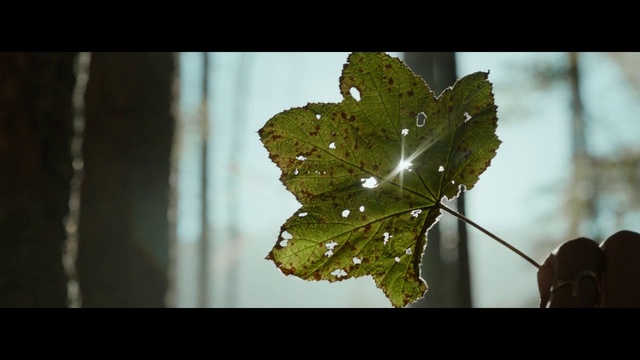 Video Reference: Plant, Organism, Terrestrial plant, Twig, Adaptation, Tints and shades, Deciduous, Flowering plant, Grape leaves, Sky