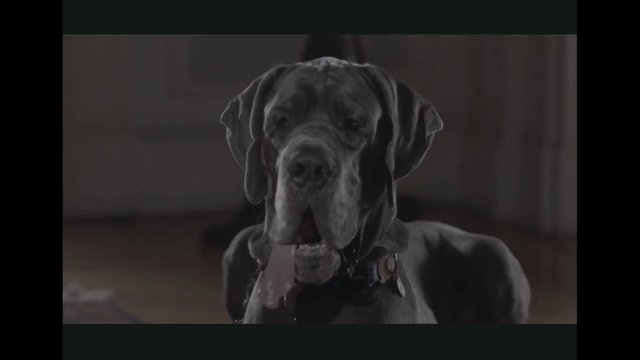 Video Reference: dog, large dog, gray dog, pet, canine, indoor, portrait, tongue out, close-up, standing, dim light, animal