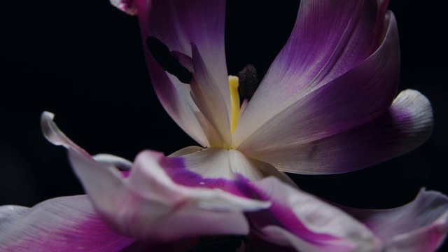 Video Reference: Plant, Flower, Purple, Petal, Terrestrial plant, snow crocus, Violet, cretan crocus, Flowering plant, Close-up