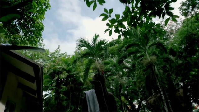 Video Reference: Sky, Cloud, Terrestrial plant, Arecales, Woody plant, Tree, Forest, Leisure, Grass, Landscape