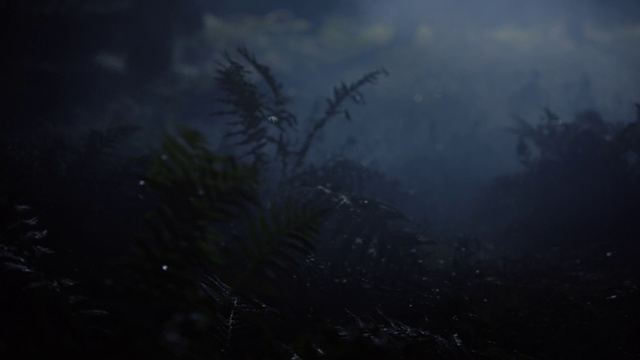 Video Reference: Cloud, Atmosphere, Plant, Water, Sky, Tree, Atmospheric phenomenon, Twig, Terrestrial plant, Wood