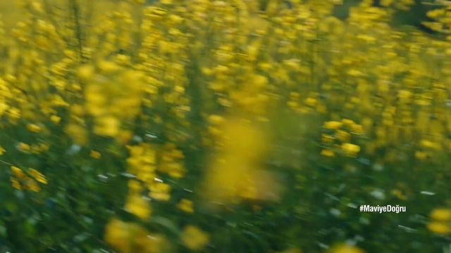 Video Reference: Flower, Plant, People in nature, Natural landscape, Woody plant, Grassland, Flowering plant, Grass, Meadow, Landscape