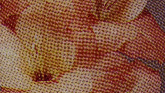 Video Reference: Textile, Orange, Petal, Material property, Tints and shades, Pattern, Flooring, Art, Peach, Visual arts