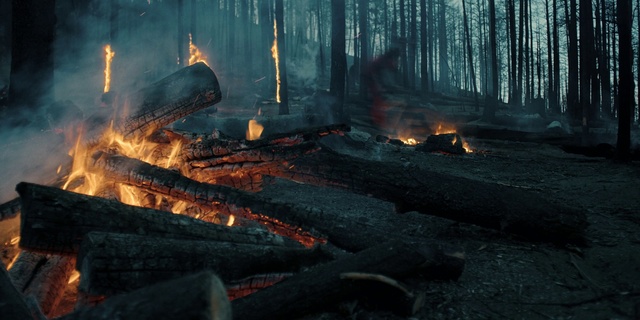 Video Reference: Plant, Tree, Wood, Bonfire, Fire, Flame, Heat, Ash, Pollution, Campfire