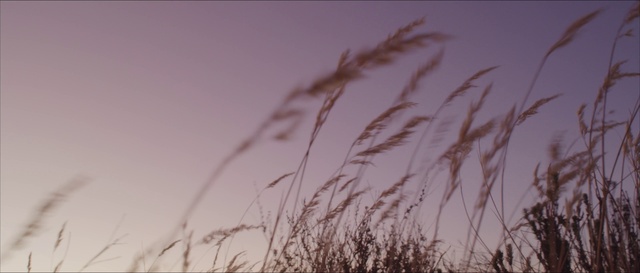 Video Reference: Sky, Plant, Twig, Natural landscape, Grass, Horizon, Dusk, Grass family, Landscape, Meadow