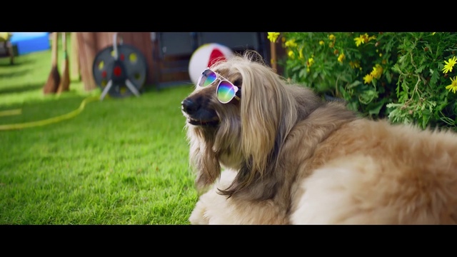 Video Reference: Dog, Plant, Dog breed, Carnivore, Liver, Companion dog, Fawn, Grass, Working animal, Snout