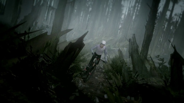 Video Reference: Plant, Organism, Terrestrial plant, Wood, Vegetation, Sunlight, Grass, Atmospheric phenomenon, Grass family, Forest