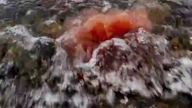 Video Reference: Water, Soil, Pollution, Natural material, Rock, Grass, Art, Landscape, Fur, Recipe