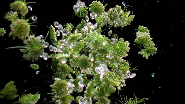 Video Reference: Flower, Plant, Evergreen, Groundcover, Shrub, Terrestrial plant, Flowering plant, Tree, Annual plant, Subshrub