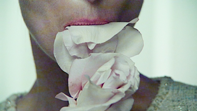 Video Reference: Flower, Plant, Petal, Hybrid tea rose, Rose, Eyelash, Garden roses, Rose family, Rose order, Flowering plant