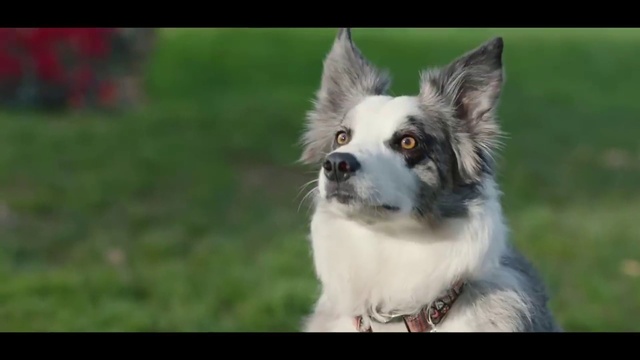 Video Reference: Dog, Carnivore, Dog breed, Companion dog, Whiskers, Snout, Grass, Fur, Toy dog, Working dog