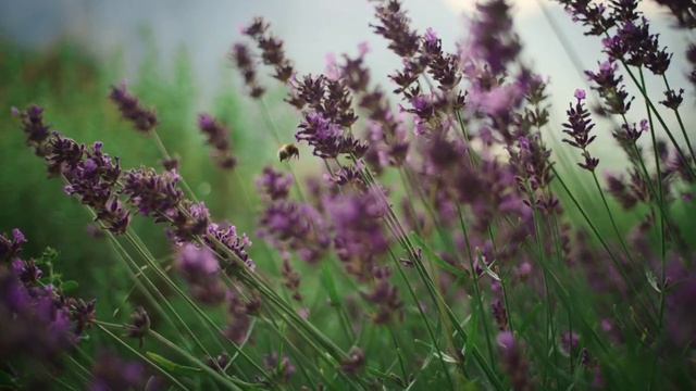 Video Reference: Flower, Plant, Purple, Terrestrial plant, Herbaceous plant, Grass, Flowering plant, Groundcover, Meadow, Subshrub