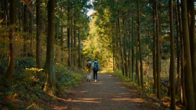 Video Reference: Plant, Plant community, People in nature, Natural landscape, Wood, Tree, Biome, Thoroughfare, Woody plant, Landscape