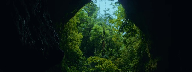 Video Reference: Plant, Sky, Natural landscape, Terrestrial plant, Watercourse, Wood, Trunk, Tree, Landscape, Shrub