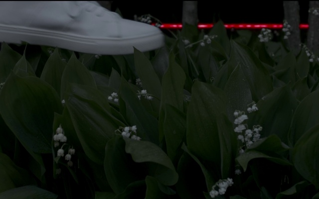 Video Reference: Plant, Petal, Terrestrial plant, Grass, Flowering plant, Flower, Fashion accessory, Moisture, Herbaceous plant, Art