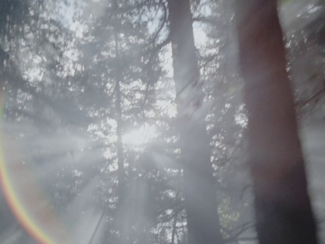 Video Reference: Atmosphere, Plant, Branch, Natural landscape, Tree, Twig, Sunlight, Wood, Trunk, Sky