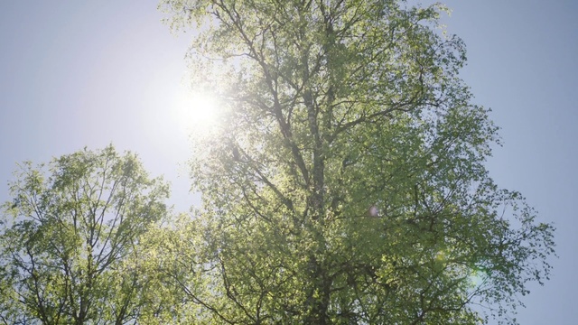Video Reference: Sky, Plant, Natural landscape, Branch, Twig, Sunlight, Tree, Trunk, Wood, Grass