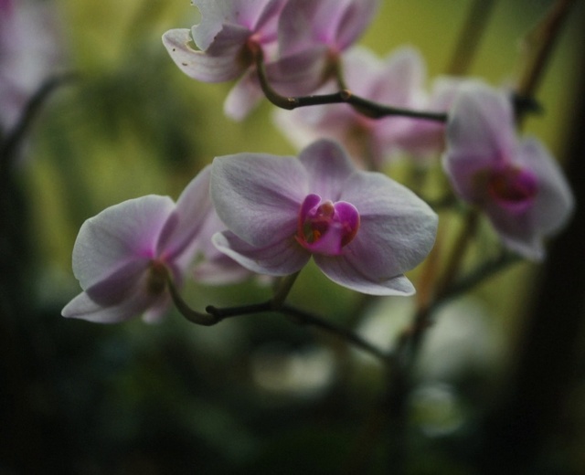 Video Reference: Flower, Plant, Branch, Terrestrial plant, Petal, Pink, Blossom, Pedicel, Magenta, Twig