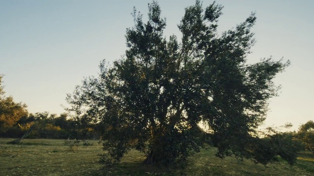 Video Reference: Sky, Plant, Natural landscape, Twig, Tree, Trunk, Deciduous, Grass, Wood, Evergreen