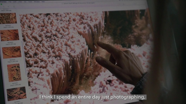 Video Reference: Plant, Art, Wood, Grass, Font, Petal, Freezing, Fur, Pattern, Visual arts
