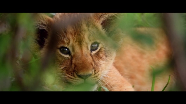 Video Reference: Cat, Carnivore, Felidae, Small to medium-sized cats, Whiskers, Fawn, Grass, Terrestrial animal, Plant, Snout