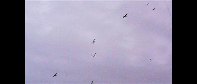 Video Reference: Bird, Cloud, Sky, Vertebrate, Animal migration, Wing, Bird migration, Flock, Wildlife, Flight