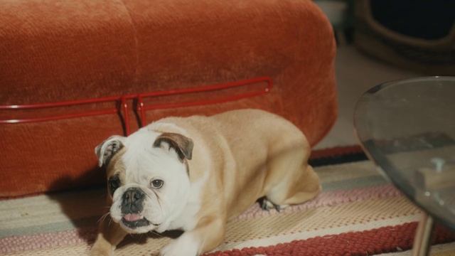 Video Reference: Dog, Bulldog, Dog breed, Carnivore, Comfort, Companion dog, Fawn, Wrinkle, Snout, Toy dog